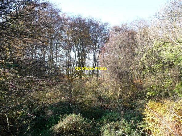 Photo 6"x4" Horncastle Wood Foulby c2011
