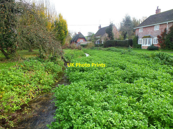 Photo 6"x4" Watercress in the Ebble Stratford Tony c2011
