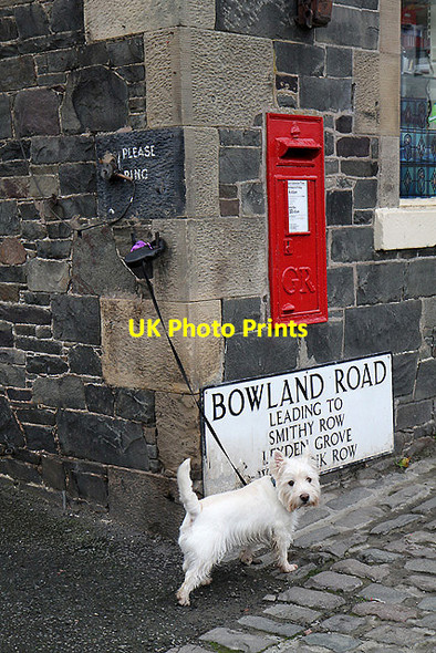 Photo 6"x4" Patiently waiting Clovenfords c2011