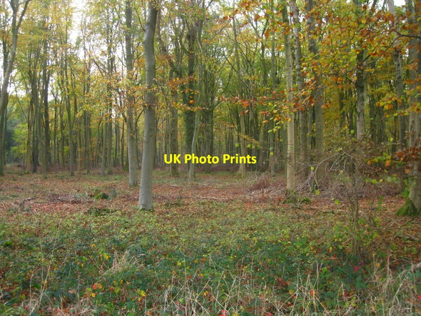 Photo 6"x4" Ashe Park Copse Steventon\/SU5447 c2011