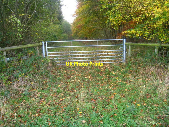 Photo 6"x4" Looking into Ashe Park Copse Steventon\/SU5447 c2011