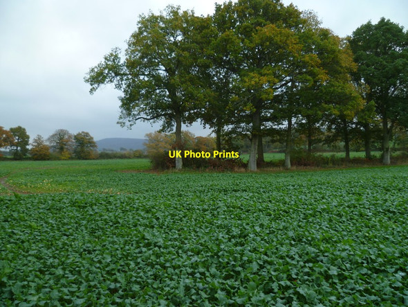 Photo 6"x4" Field with trees east of Elsted Elsted c2011
