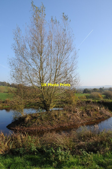 Photo 6"x4" Willow tree and a pool Llanvihangel-Ystern-Llewern c2011