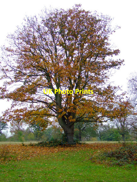 Photo 6"x4" Osterley Park Southall c2011 P1