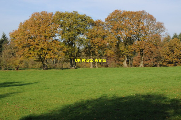 Photo 6"x4" Oak trees in farmland Penrhos\/SO4111 c2011