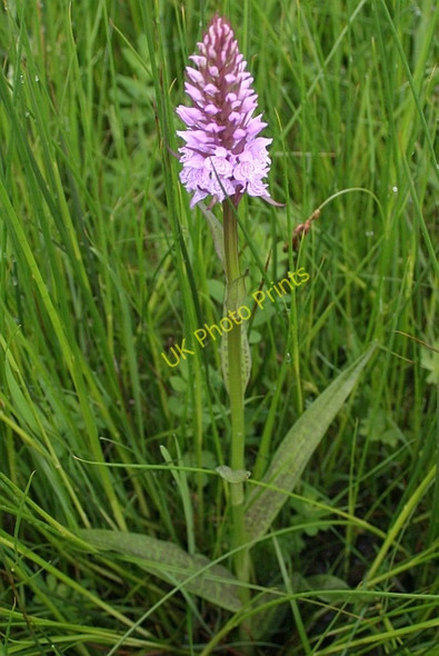Photo 6"x4" Orchid in meadow by Rye Street Rye Street c2008