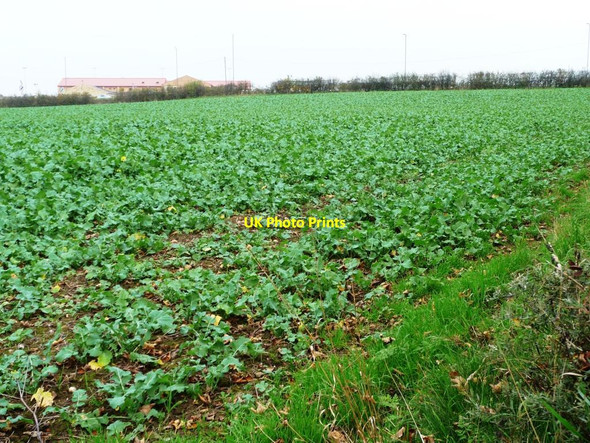 Photo 6"x4" Crop field at the edge of Scarborough's suburbs Newby\/TA0190 c2011