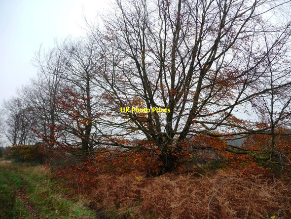 Photo 6"x4" Autumn colour along Swang Road Suffield\/SE9890 c2011
