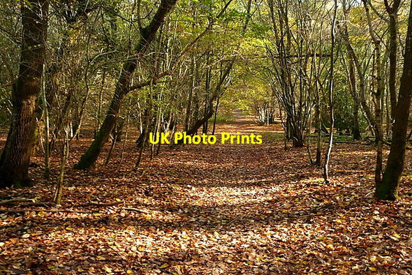Photo 6"x4" Staplefurze Wood Littleworth Common\/SU9386 c2011