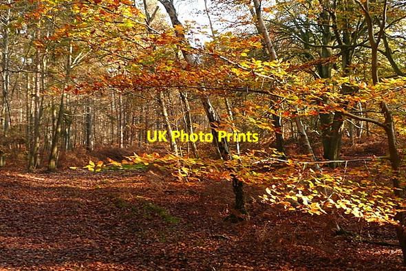 Photo 6"x4" Heathfield Wood Littleworth Common\/SU9386 c2011