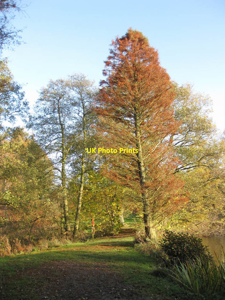 Photo 6"x4" Path between two lakes Coneysthorpe c2011