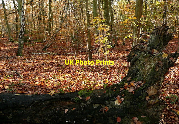 Photo 6"x4" Hanging Wood Gerrards Cross c2011