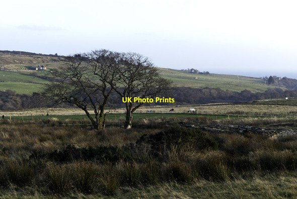 Photo 6"x4" Tree, Ruin and Cows Houstry\/ND1535 c2011