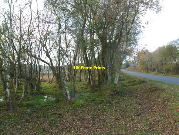 Photo 6"x4" Vales Moor, birch carr Crow c2011