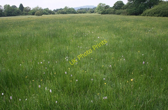 Photo 6"x4" A host of orchids Rye Street c2008