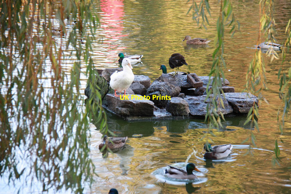Photo 6"x4" Cedars Park, Waltham Cross - Pond Cheshunt c2011