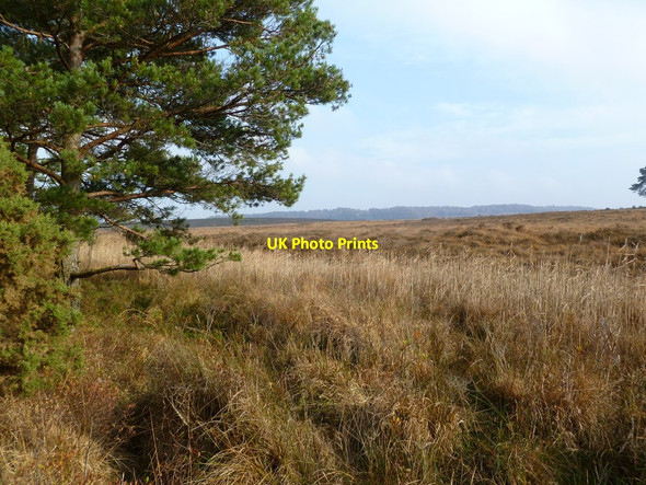 Photo 6"x4" Strodgemoor Bottom, reedbed Crow c2011