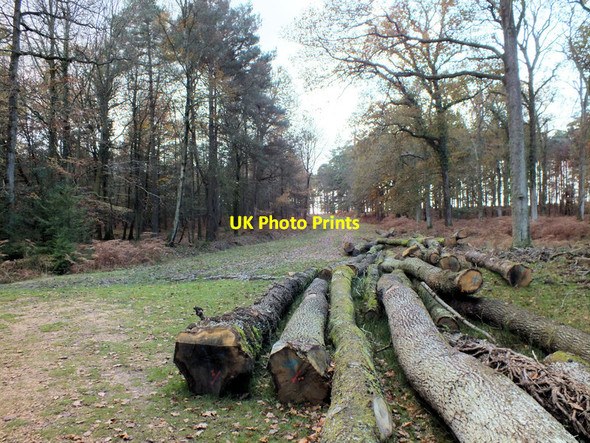 Photo 6"x4" Awaiting collection North Oakley Inclosure c2011
