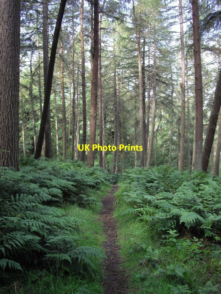 Photo 6"x4" In Kemback Wood Clatto\/NO4315 c2011