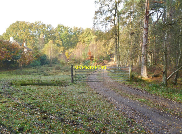 Photo 6"x4" Kingston Great Common, gate Crow c2011