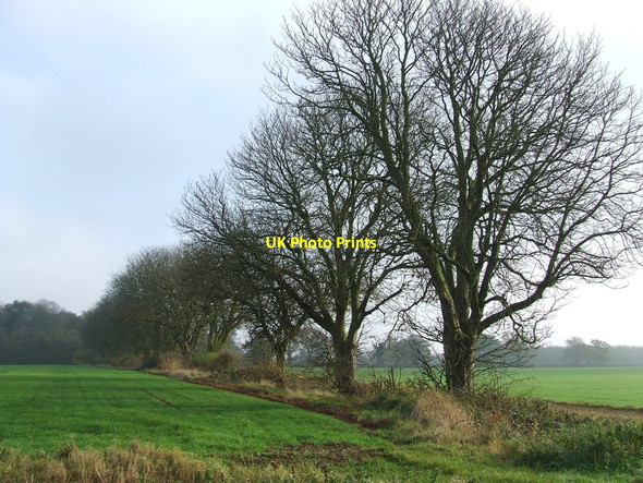 Photo 6"x4" Winter Trees Bridge Street c2011