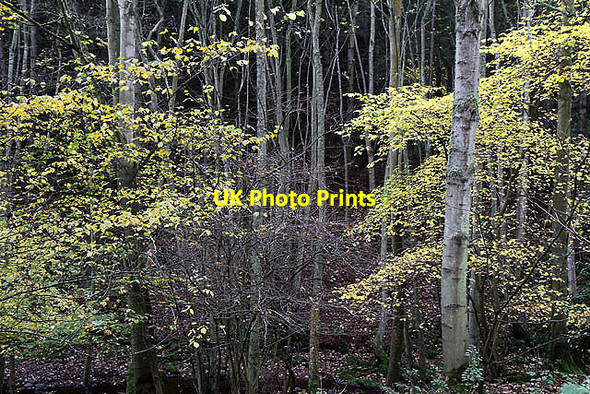 Photo 6"x4" Trees by the Ale Water Eyemouth c2011