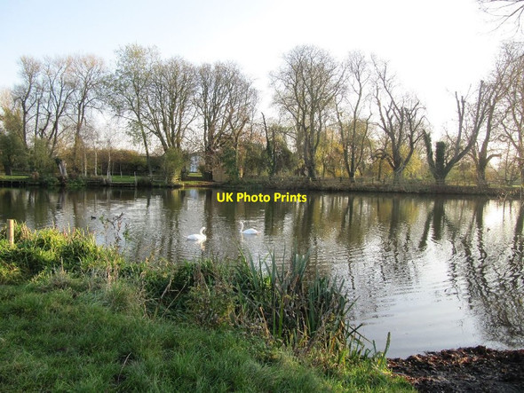 Photo 6"x4" Swans on the river North Stoke\/SU6186 c2011