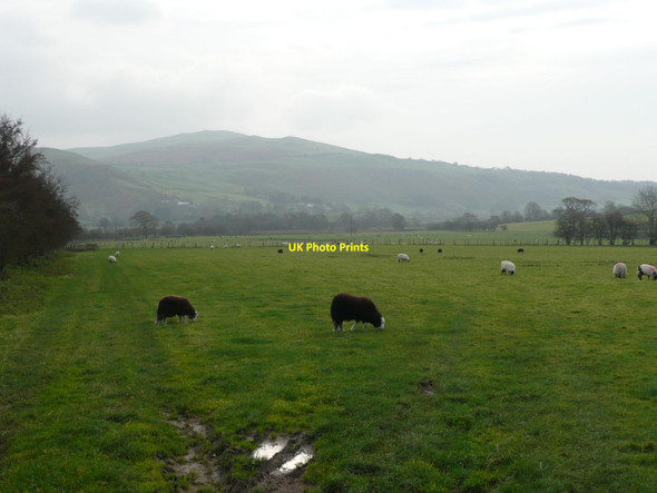 Photo 6"x4" Sheep in pasture in Lorton Vale Brandlingill c2011