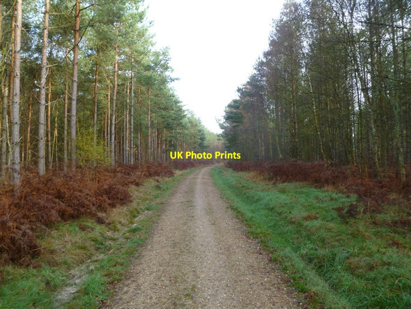 Photo 6"x4" Ebblake, bridleway Ebblake c2011