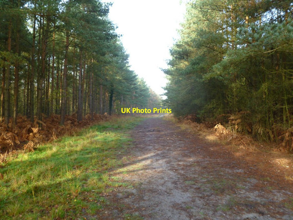 Photo 6"x4" Ringwood Forest, forestry track Ebblake c2011