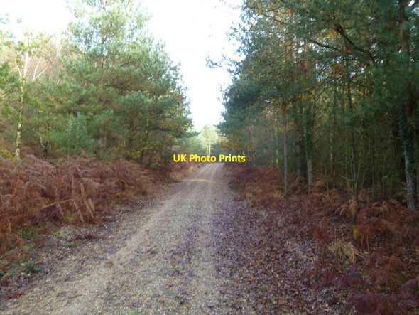 Photo 6"x4" Ringwood Forest, bridleway Ebblake c2011