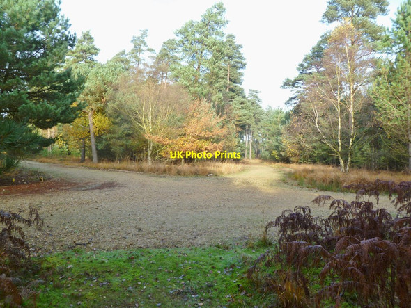 Photo 6"x4" Ringwood Forest, track junction Ebblake c2011