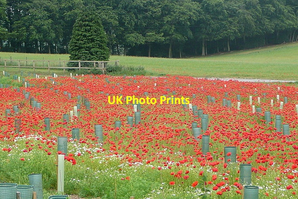 Photo 6"x4" Poppies at Ewhurst House Ramsdell c2011 P1
