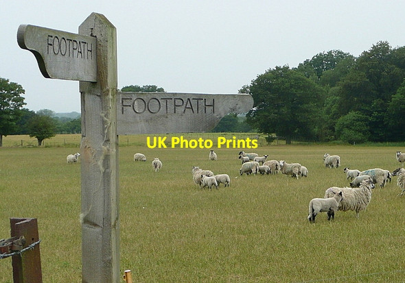 Photo 6"x4" Sheep near the footpath Browninghill Green c2011