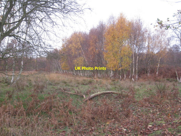 Photo 6"x4" Late Autumn on Crowle Moors Crowle Hill c2011