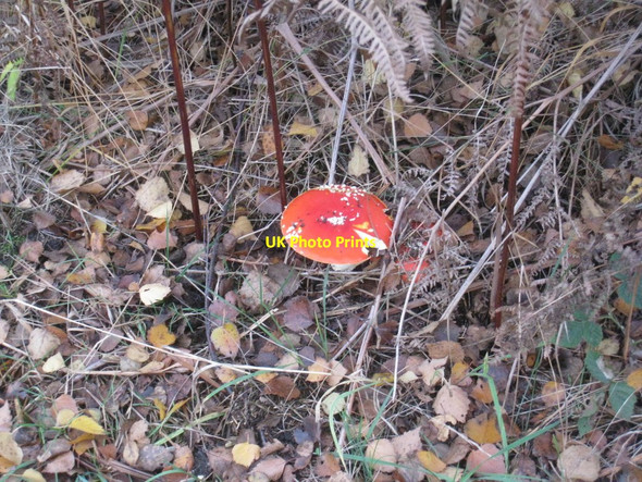 Photo 6"x4" Fly Agaric on Crowle Moors Crowle Hill c2011