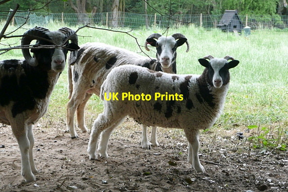 Photo 6"x4" Sheep at Wellington Arms Baughurst c2011