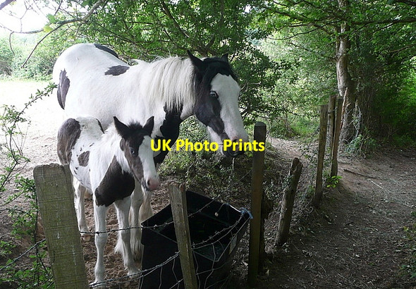 Photo 6"x4" Like mother, like daughter Baughurst c2011