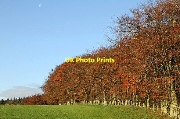 Photo 6"x4" Beech trees by the A68 Addinston c2011