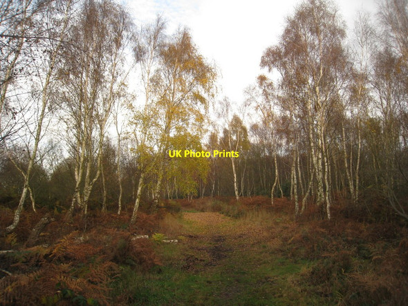 Photo 6"x4" Through the birch trees Moorends c2011