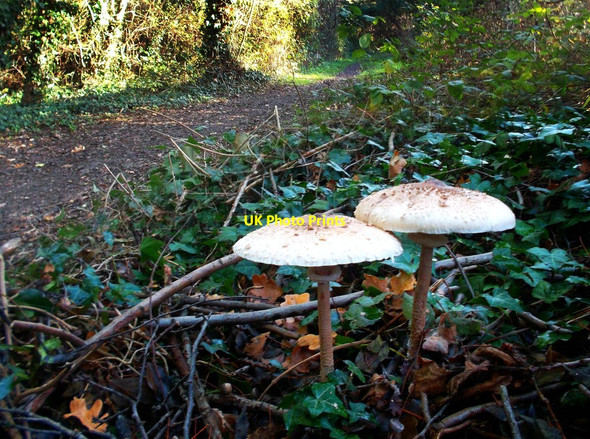 Photo 6"x4" Parasol Mushrooms by the London Loop Feltham\/TQ1073 c2011