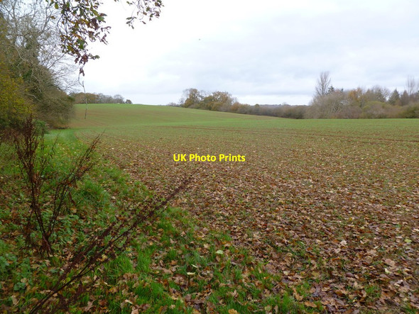Photo 6"x4" Edmondsham, crop field Edmondsham c2011