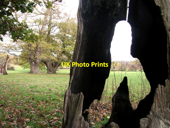 Photo 6"x4" Sheep pasture in Sotterley Park Sotterley c2011