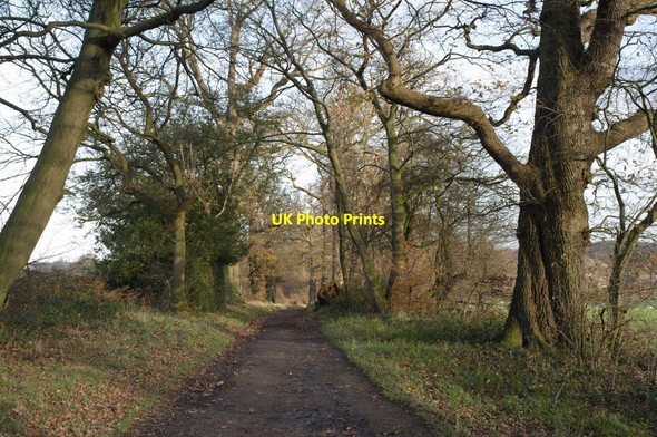 Photo 6"x4" Hollybank Lane Ripley\/SE2860 c2011