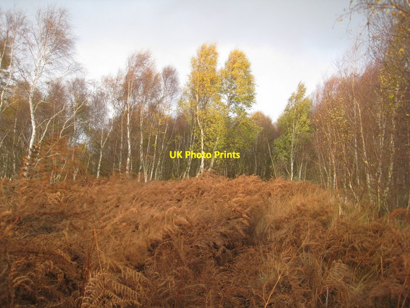 Photo 6"x4" Bracken and Silver Birch Hatfield Chase c2011