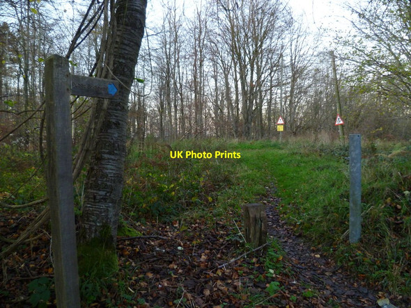 Photo 6"x4" Bridleway to Droke Lane East Dean\/SU9013 c2011
