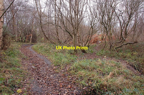 Photo 6"x4" Paths in Common Wood, Gorebridge Arniston\/NT3461 c2011