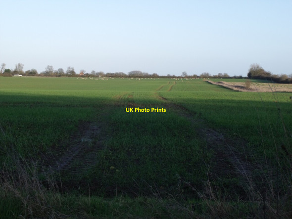 Photo 6"x4" Field with distant sheep Bratoft c2011