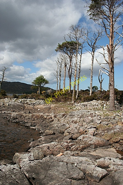 Photo 6"x4" On an Island in Loch Assynt Loch Assynt c2008