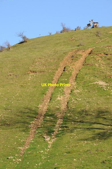 Photo 6"x4" Deer above the Frome valley Winstone c2011